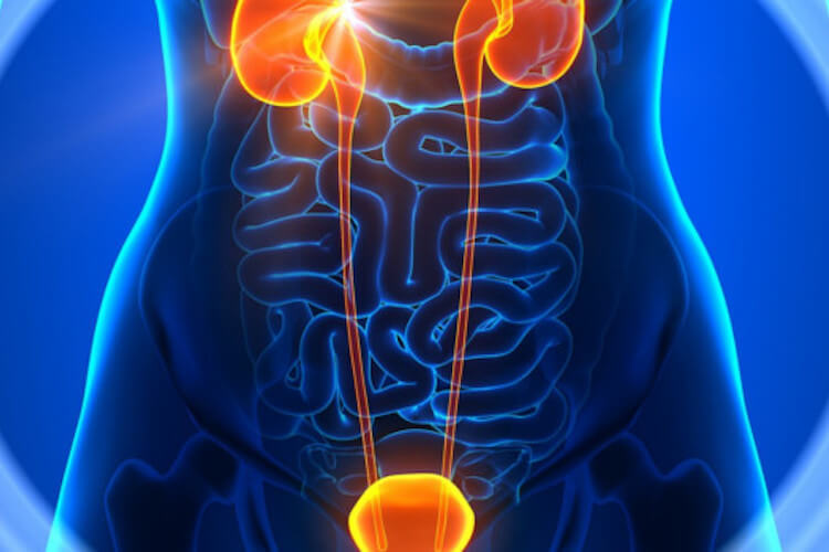 Nephrology-and-Urology-750x500